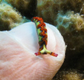   this nudi resting my indexfinger was taken nasau bahamas..... bahamas  